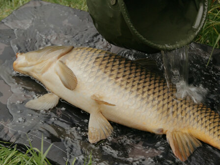 Delphin CarpMAT BANX Camo opvouwbare onthamingsmat met meetlint en 20mm dik schuim voor het veilig onthaken van vis