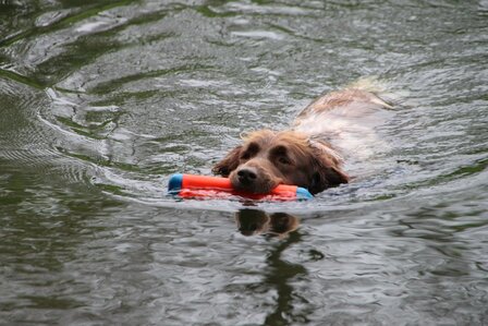 Chuckit Amphibious Bumper det.2