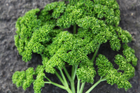 Peterselie Bravour | Groentezaden