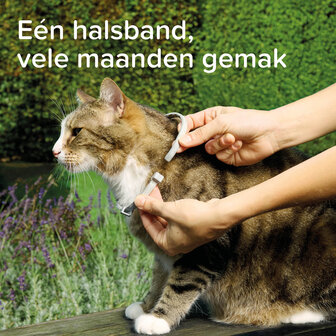 De verpakking van een Beaphar Medicinale halsband van 38 cm voor katten tegen vlooien en teken.