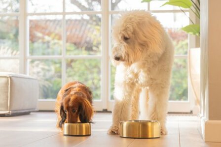 Luxe gouden Designed by Lotte Noar hondenvoerbak van RVS met antislipbodem