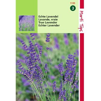 Lavendel