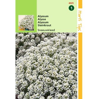 Alyssum wit