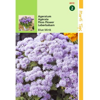 Ageratum