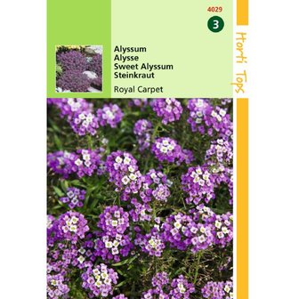 Alyssum royal carpet