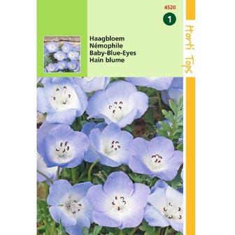 Nemophila Haagbloem