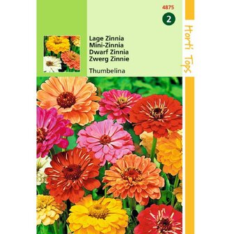 Lage Zinnia Thumbelina