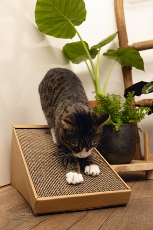 Goederen Portier seks Beeztees kartonnen krabplanken | met kattenkruid - DiboZoo