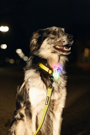 Beeztees safety gear hondenhalsband parinca geel det.2