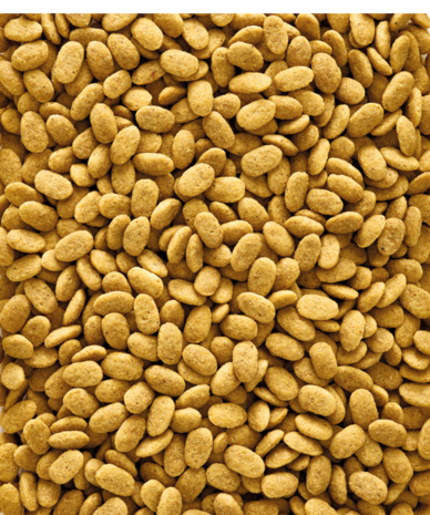 Voedzame pellets voor grijze roodstaart en amazonepapegaaien