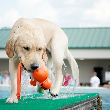 KONG Wubba Wet Large drijvend hondenspeeltje van neopreen voor water en sneeuw