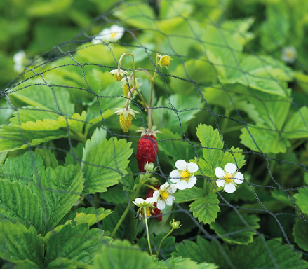Tuinnet groen 10x3 meter aardbeiennet