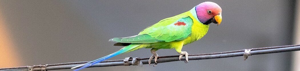 Vogelkooien en standaards Vogelkooien-en-standaards