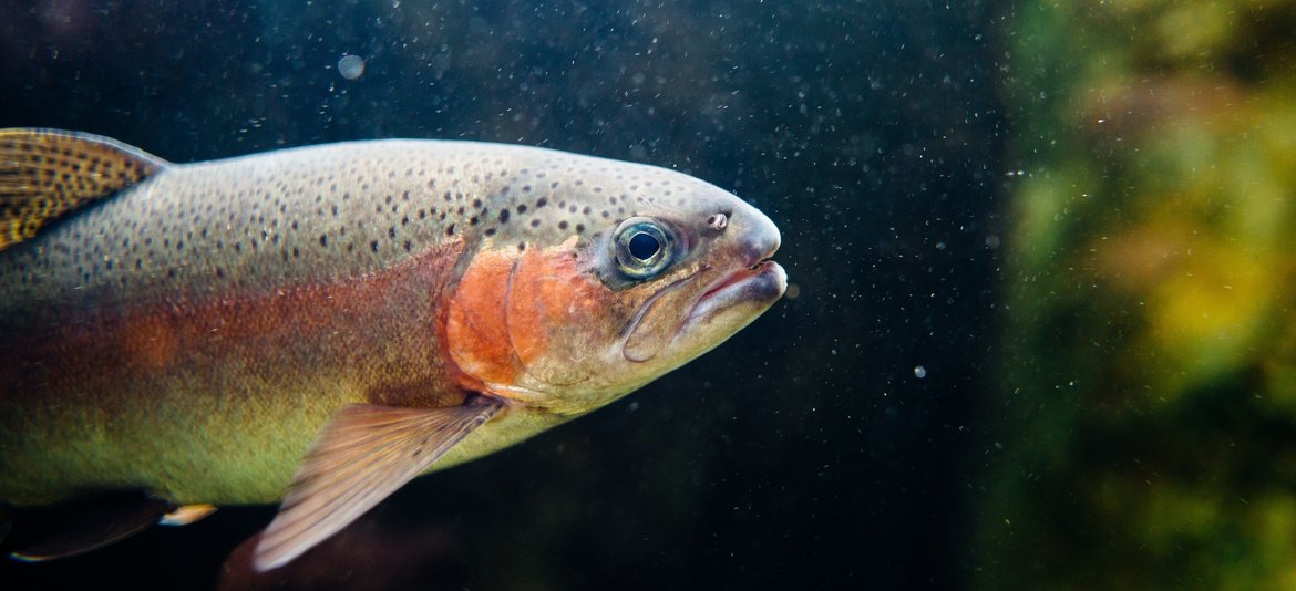 Forel en steur | Zoek op vissen voor uw producten DiboZoo