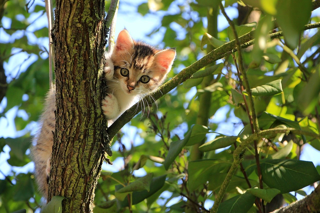 Maar kijken Geest Waarom kitten ontwormen... - DiboZoo