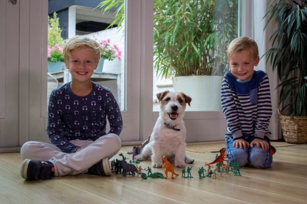 Carnishield, de halsband tegen teken, vlooien en zandvliegen. Carnishield, de halsband tegen teken, vlooien en zandvliegen.