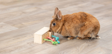 10 Beste speeltjes voor cavia’s en konijnen