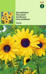 Helianthus, Zonnebloem Stella