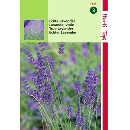 Echte Lavendel